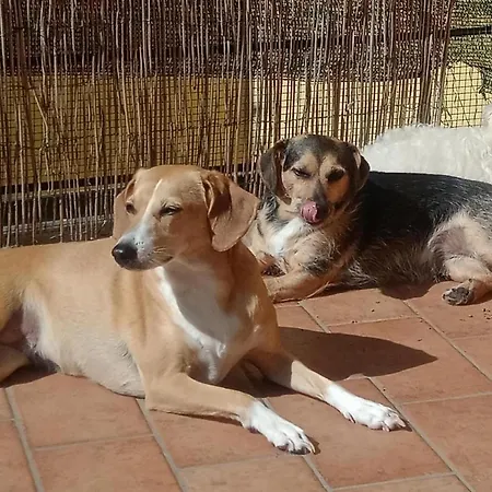 L'angolo Di Betti *